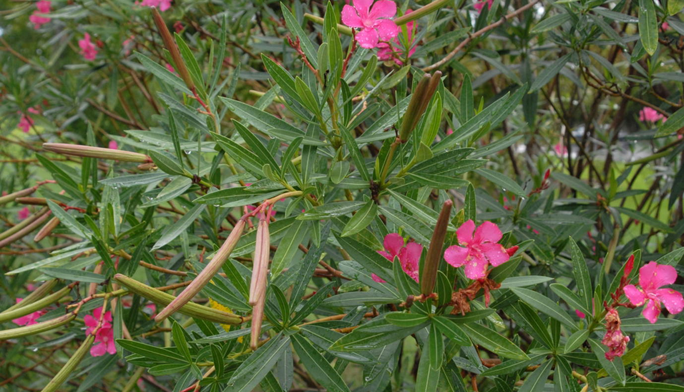 Herbal Garden Images